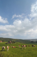 Grazing cattles on Italian alps