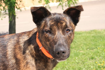 chien de race corse (u cursinu)