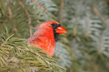 cardinal hinds in a blue spruce