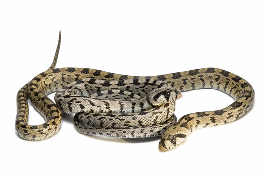 Pareja de v&iacute;boras.