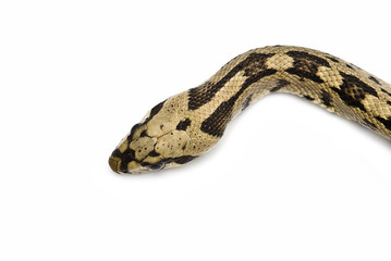 Cabeza de la serpiente.