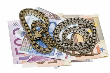 Serpientes sobre el dinero.