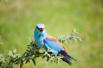 Portrait of an European Roller sitting on a branch