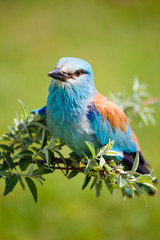 Portrait of an European Roller sitting on a branch