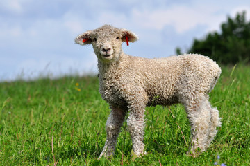 Obraz premium curly lamb