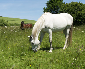 Pferde auf einer Pferdekoppel mir saftigem Gras