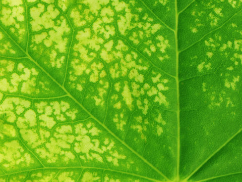 High resolution green leaf texture
