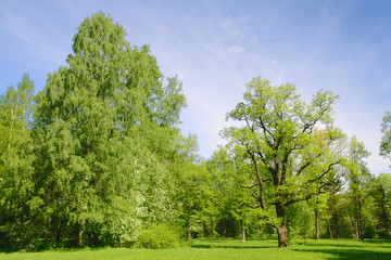 Obraz premium Spring park