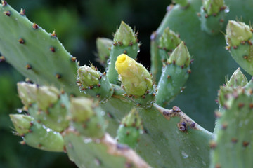 Opuntia flower