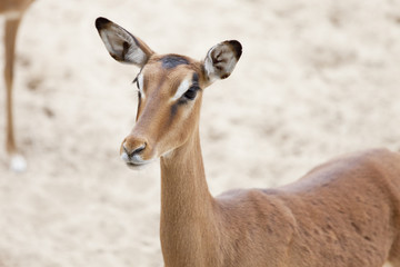 antilopes