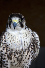 Gerfalke