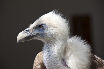 Gänsegeier Portrait