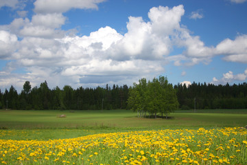 Spring field landscape