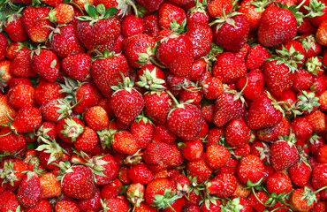much ripe strawberies
