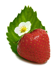 strawberry and blossom