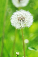 Obraz premium dandelions