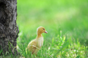 Small ducklings  green grass
