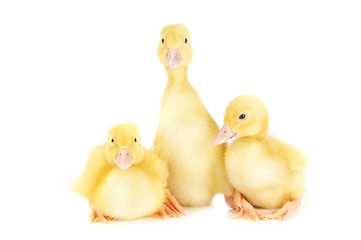 three ducklings on white