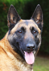 malinois