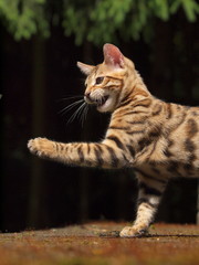 Bengalkater greift an