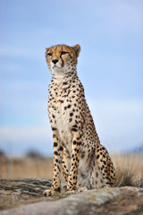 Cheetah 12