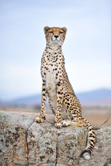 Cheetah 14 - obrazy, fototapety, plakaty