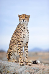 Cheetah 15 - obrazy, fototapety, plakaty