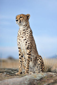 Cheetah 11