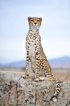 Cheetah 14
