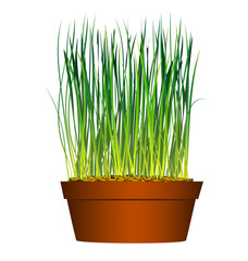 grass from seeds in flowerpot