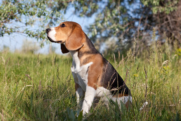 A beautiful Beagle hound dog