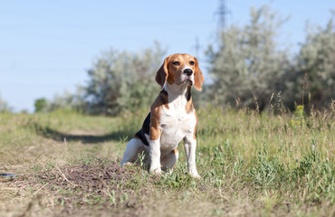 Naklejka na ściany i meble A beautiful Beagle hound dog