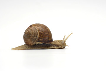 going snail
