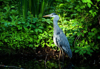 heron