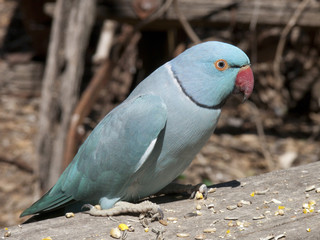 ringneck parrot © susan flashman