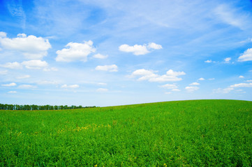 Green grass with blue sky