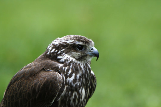 Sakerfalke