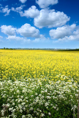 Obraz premium Rape seed field in summer