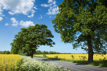 summer landscape