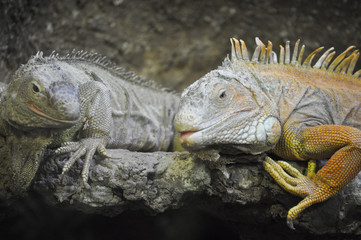 Chameleon