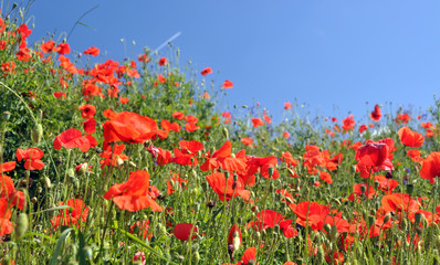 Corn poppy