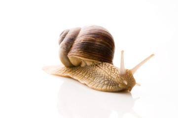 Snail