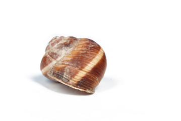 snail shell
