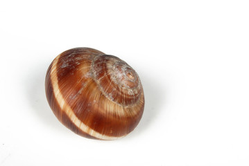 snail shell