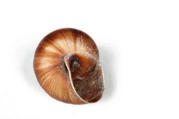 snail shell