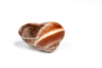 snail shell
