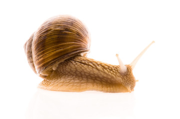 Snail