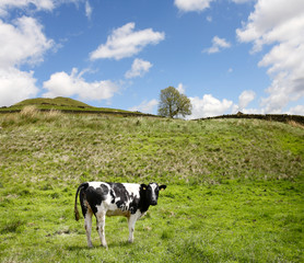 Fototapeta premium Black and white cow