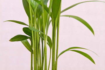 Fresh bamboo plant