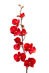 Red orchid on white background